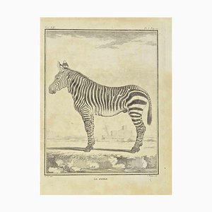 Jean Charles Baquoy, Zebra, Radierung, 1771