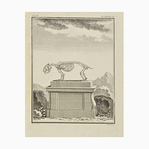 Louis Legrand, Das Skelett, Radierung, 1771