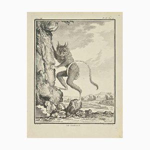 Louis Legrand, Le Tarsier, Eau-forte, 1771