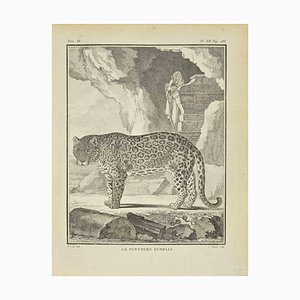 Jean Charles Baquoy, La Panthere, grabado, 1771