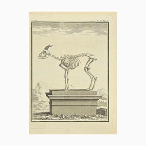 Jean Charles Baquoy, Das Skelett, Radierung, 1771