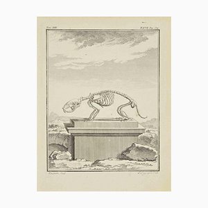 Louis Legrand, Le Squelette, Eau-forte, 1771