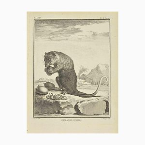 Jean Charles Baquoy, Phalanger Femelle, Eau-forte, 1771