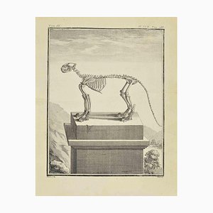 Jacques Baron, El esqueleto, Grabado, 1771