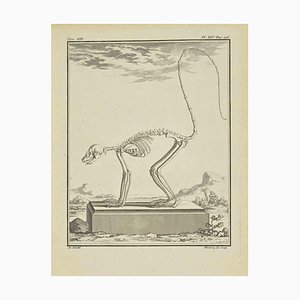 Herisset, Lo scheletro, Acquaforte, 1771