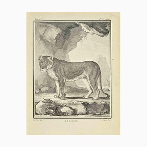 Jean Charles Baquoy, Le Lionee, Etching, 1771