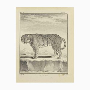 Jean Charles Baquoy, Le Tigre, Acquaforte, 1771