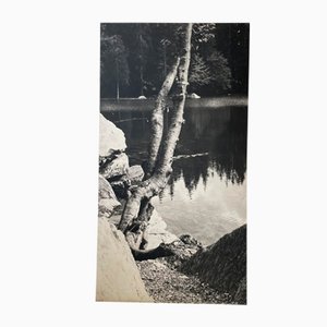 Árbol en blanco y negro, años 60, grande Lámina fotográfica