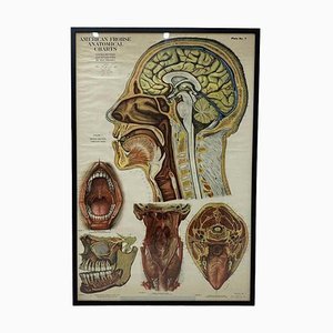 Tableau Anatomique Frohse, États-Unis, 1947