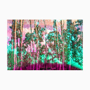 Karine Laval, Pando #1, 2018, Photographie Couleur