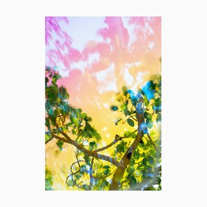 Karine Laval, Pando #7, 2018, Color Photography