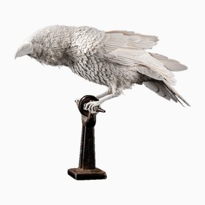 Escultura de cuervo de plumas de papel Velum vintage en vitrina a medida