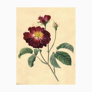 Burgundy Sweet Briar Rose Flower, Late 19th Century, Watercolour