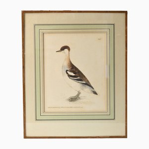 John William Lewin, Bird, Hand-Painted Print, 1790s, Framed