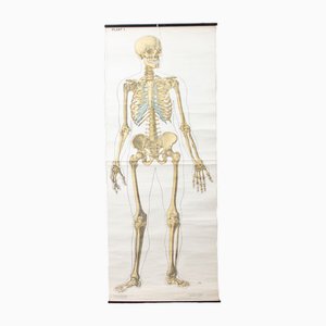 Affiche Scolaire Skeleton Anatomy, 1950s