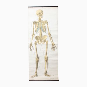 Póster escolar Esqueleto de anatomía, años 50