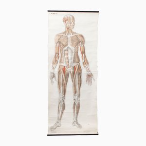 Schulposter Anatomie Muskel, 1950er