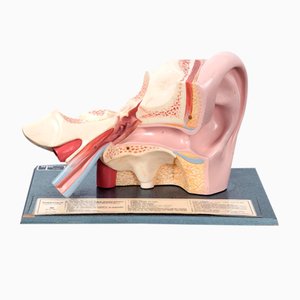 Modelos del oído humano de Somso. Juego de 2