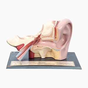 Modello anatomico di un orecchio umano