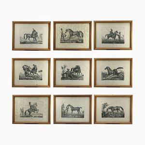 Luigi Giarrè, Races of Horses, 1822, Lithographien, Gerahmt, 9 Set