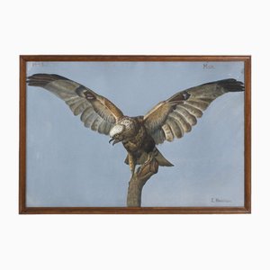 E. Henriksen, Oiseau de Proie, Peinture à la Gouache, Encadrée