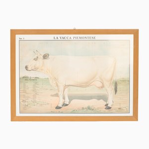 Piedmontese Cow Print, 1960s