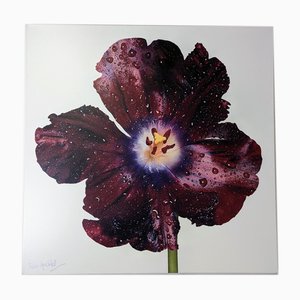 Peter Arnold, Hibiskusblüte, 2000er, Kunstwerk auf Leinwand