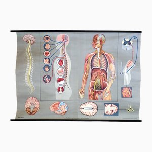 Pull-Down Anatomical Wall Chart by Hagemann, Düsseldorf, 1970s