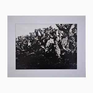 Mario Giacomelli, Landscape, 1980-1982, Vintage Photograph