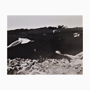 Mario Giacomelli, Landschaft, 1980-1982, Vintage Fotografie