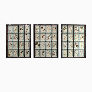 Large Herbarium Set, Set of 3