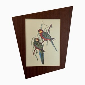 John & Elizabeth Gould, Birds, 1950s, Lithographie, Encadré