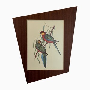 John & Elizabeth Gould, Birds, 1950s, Litografia, Incorniciato