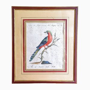 Saverio Manetti, Curucu brasiliano dal ventre rosso, 20th Century, Print, Framed