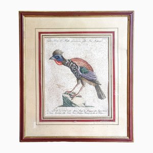 Saverio Manetti, Gallo Pavone del Brasile, 20th Century, Print, Framed