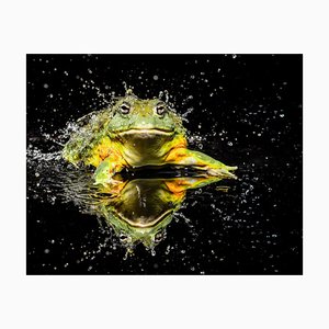 Tim Platt, Bullfrog #1, 2015, Archivaler Pigmentdruck