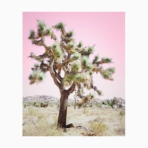 Kristin Hart, Joshua Tree, Desert Pink, 2019, Photographic Print