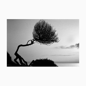 Richard Dunkley, Cap Ferrat Pine, 2002, Fotodruck