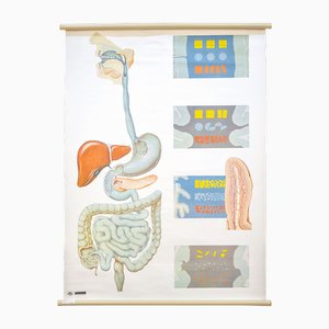 Anatomisches Poster von Deutschem Hygiene Museum Dresden, Deutschland, 1980er