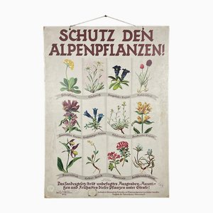 Botanical School Poster, Austria, 1930s