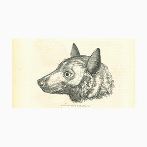 Paul Gervais, Der Wolf, Lithographie, 1854