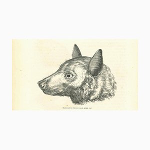 Paul Gervais, The Wolf, Lithograph, 1854