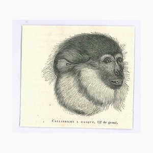 Paul Gervais, Monkey, Lithograph, 1854