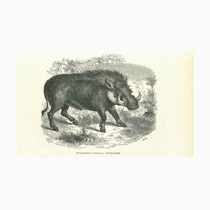 Paul Gervais, African Warthog, Lithograph, 1854