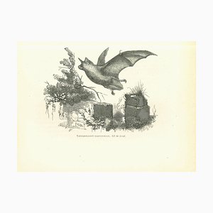 Paul Gervais, Il pipistrello, Litografia, 1854