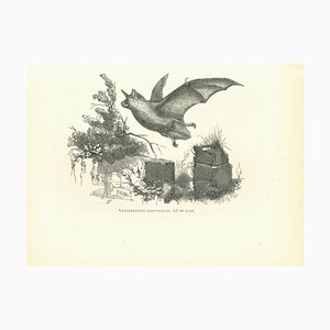 Paul Gervais, The Bat, Lithographie, 1854