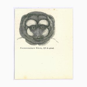 Lithographie Paul Gervais, Night Monkey, 1854