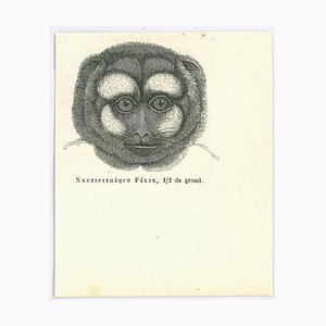 Paul Gervais, Night Monkey, Lithograph, 1854