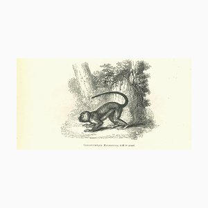 Paul Gervais, La scimmia, Litografia, 1854