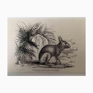 Paul Gervais, Le Lapin, Lithographie, 1854